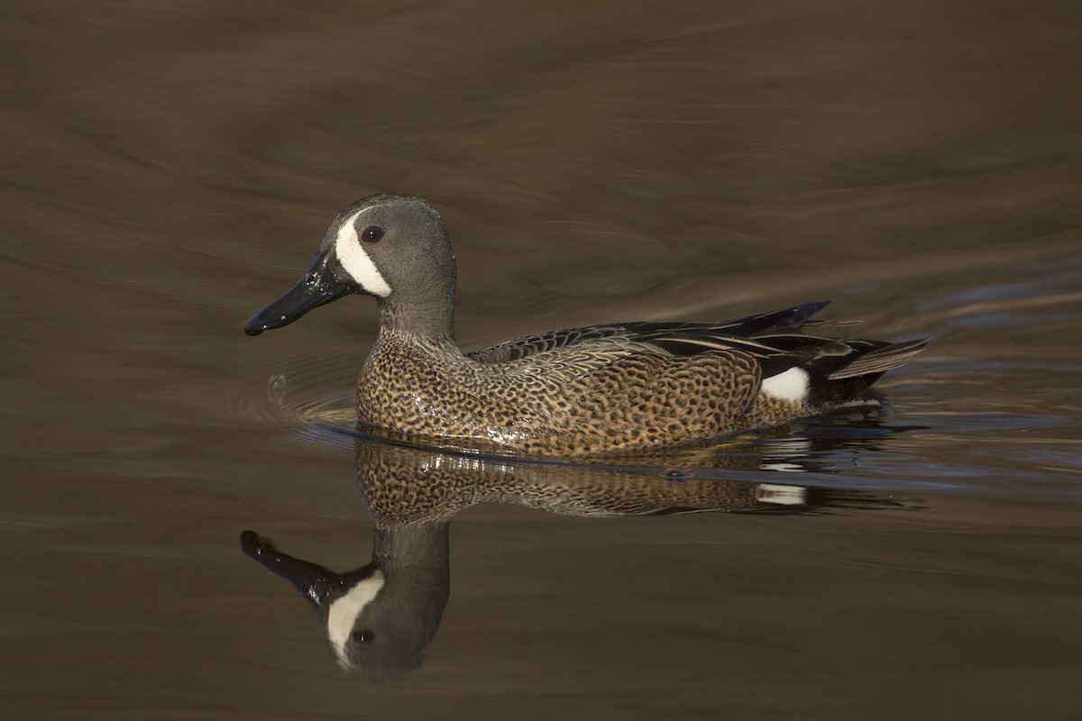 Blue-winged Teal - Bob MacDonnell