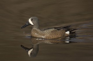 Blue-winged Teal, ML206358431