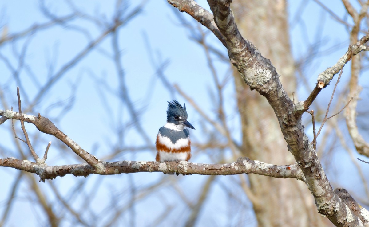 Belted Kingfisher - ML206359481
