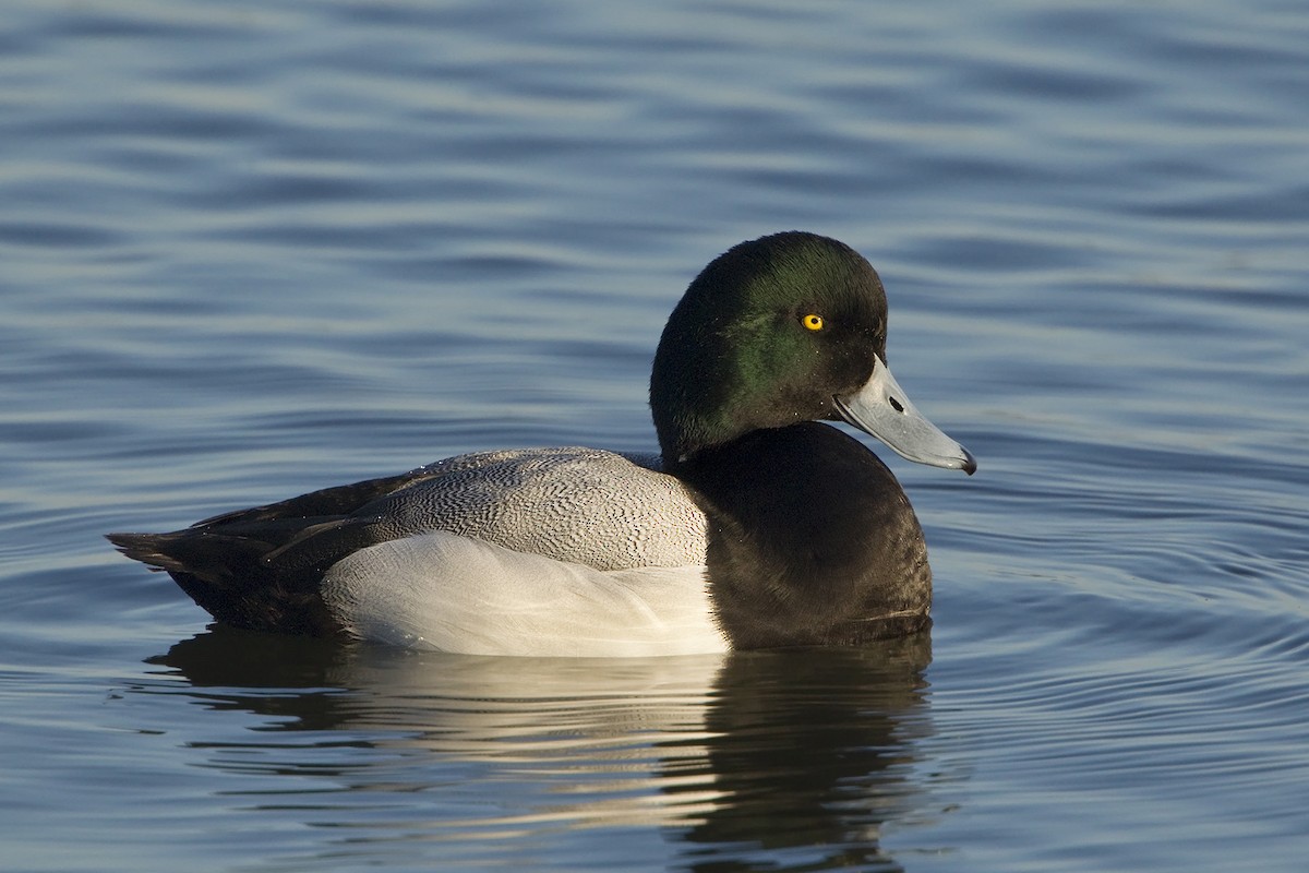 Greater Scaup - Bob MacDonnell