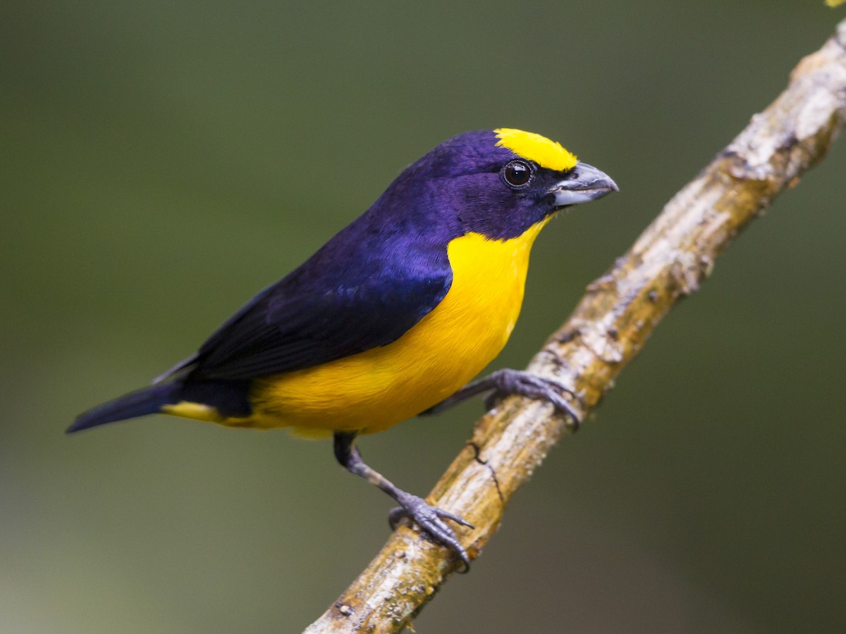 Thick-billed Euphonia - Euphonia laniirostris - Birds of the World