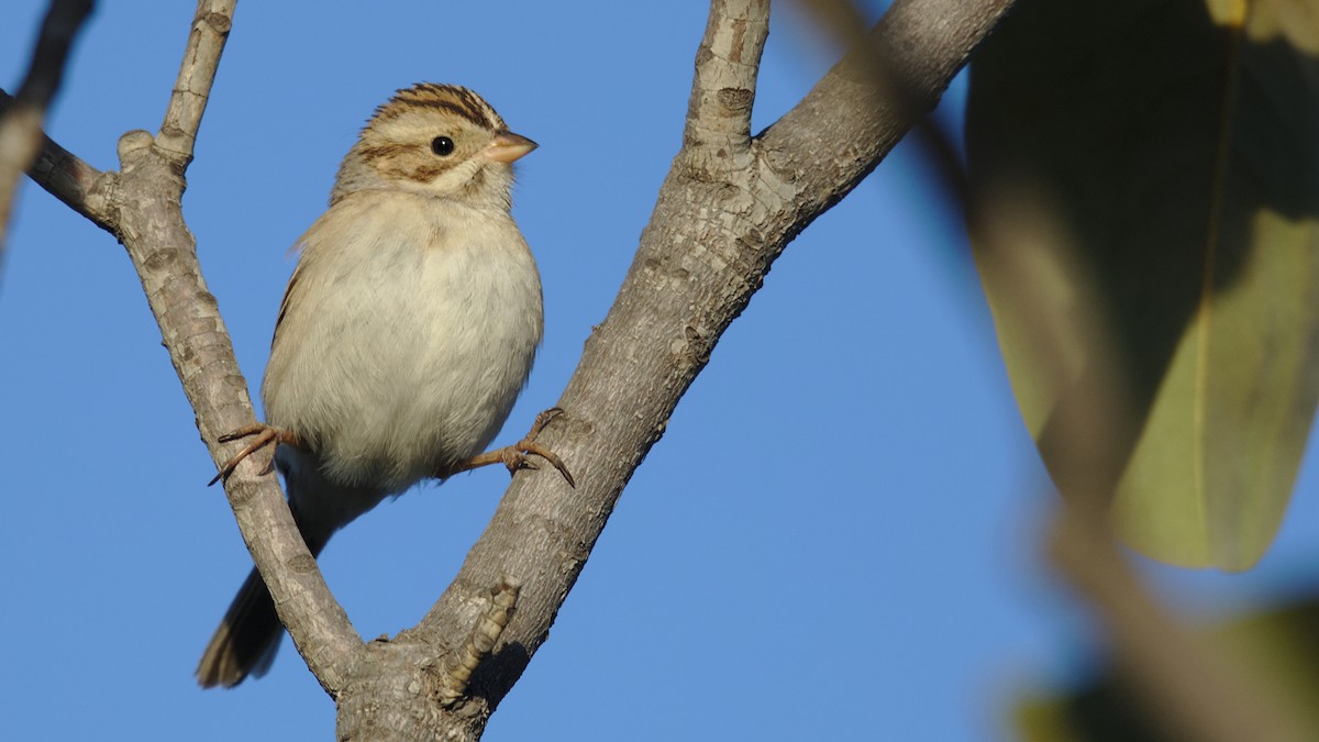Clay-colored Sparrow - Mark Scheel