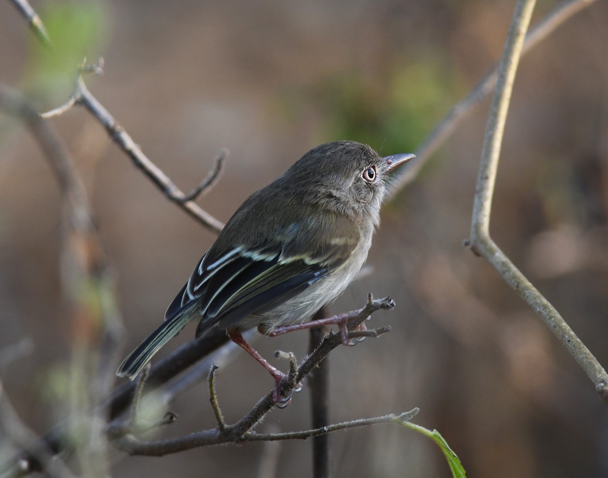 Pearly-vented Tody-Tyrant - ML206363311