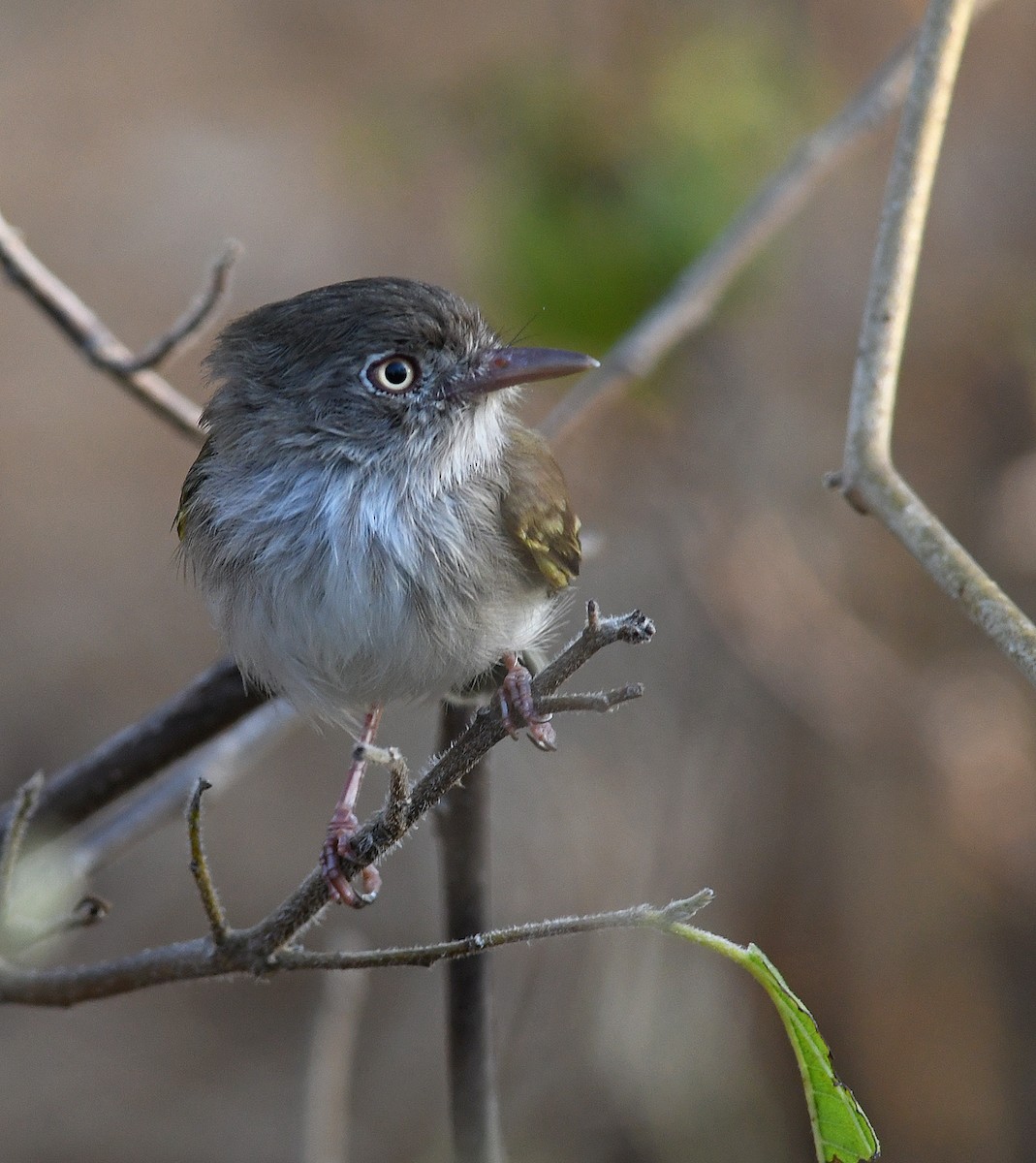 Pearly-vented Tody-Tyrant - ML206363321