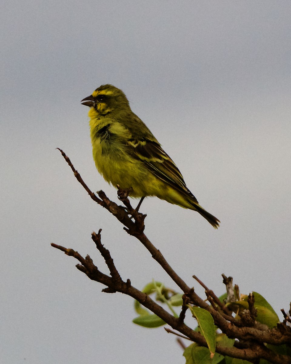 Yellow-fronted Canary - ML206364631
