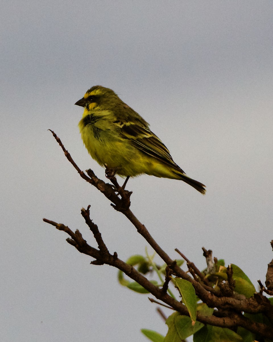 Yellow-fronted Canary - ML206364771