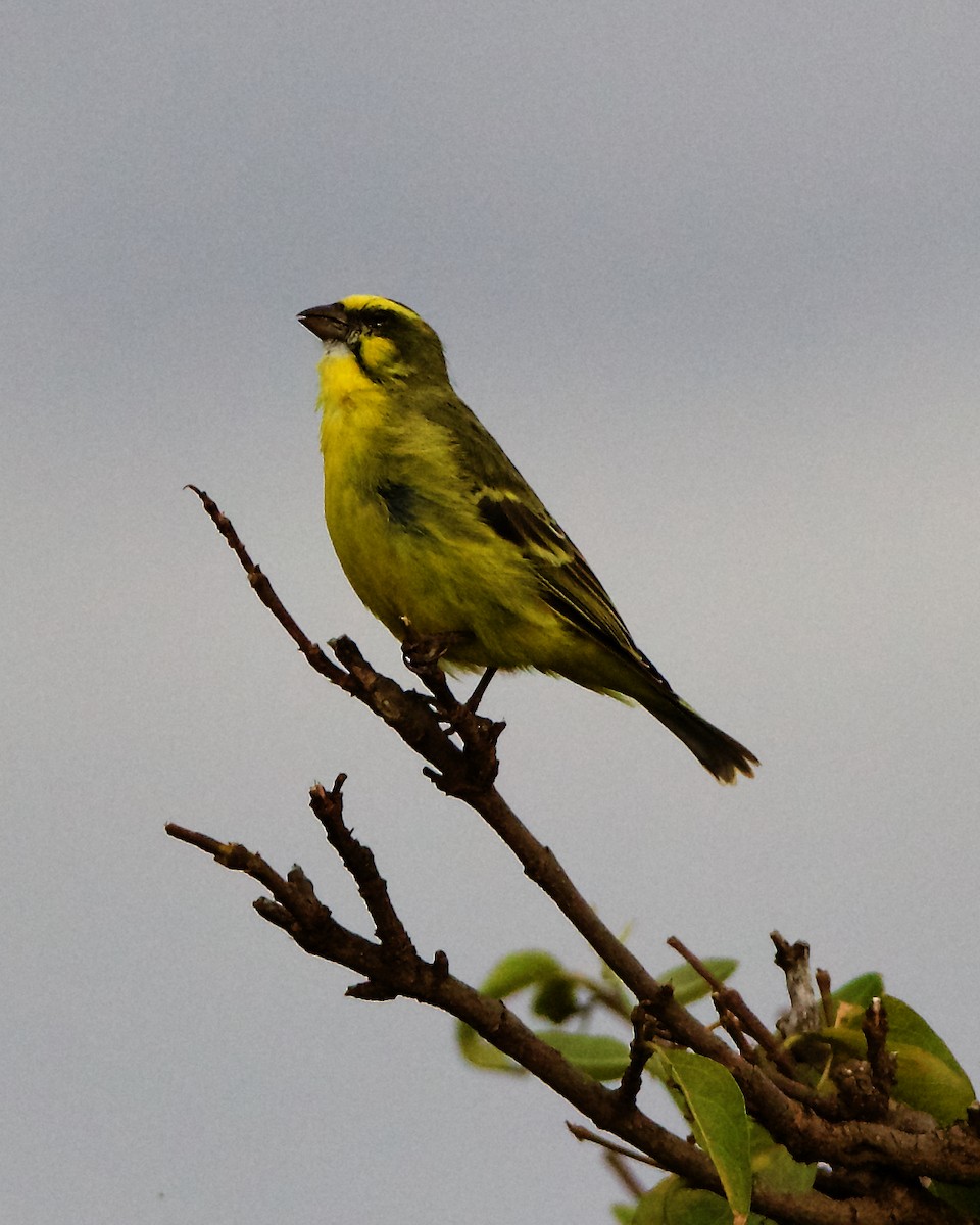 Yellow-fronted Canary - ML206364841