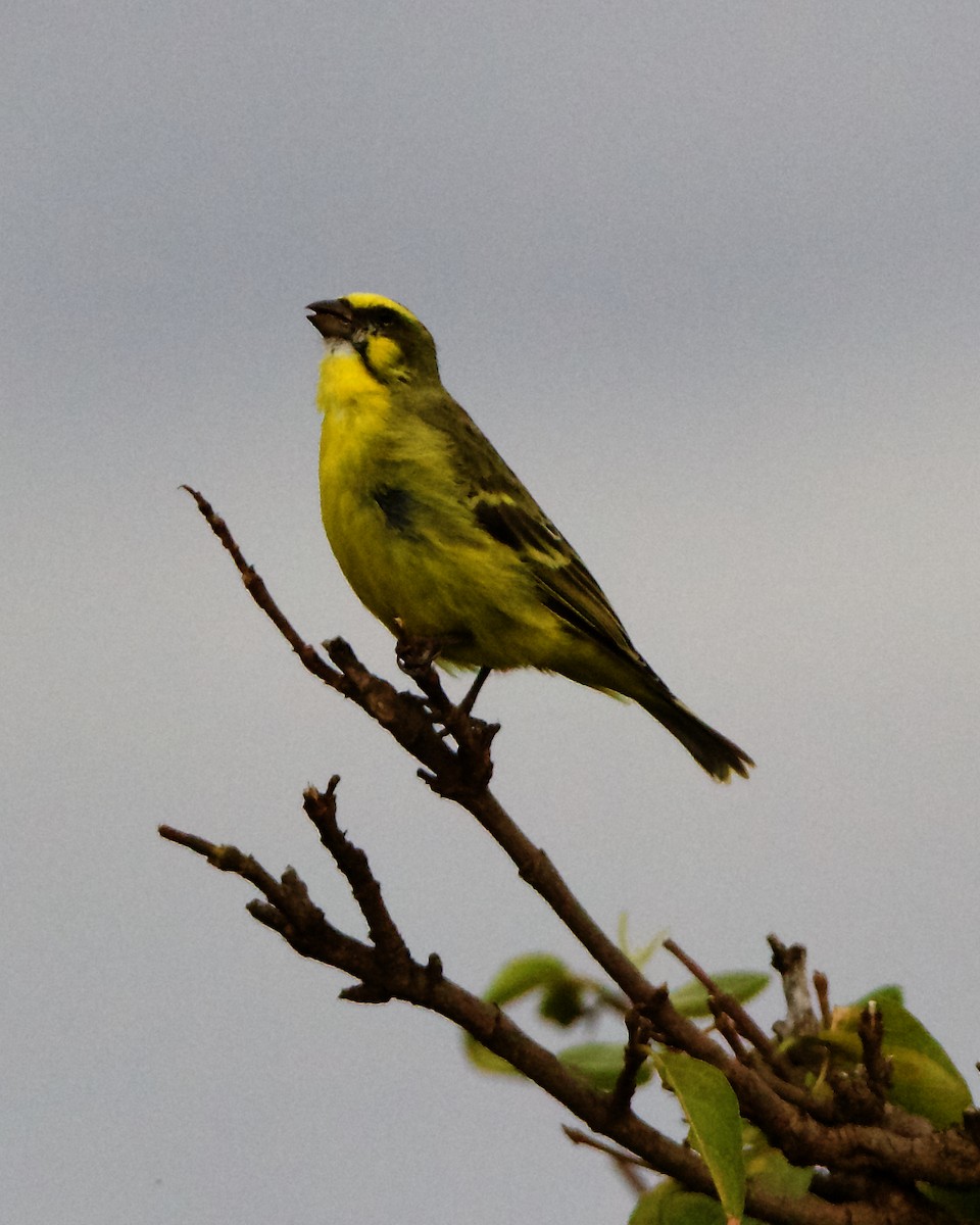 Yellow-fronted Canary - ML206364871