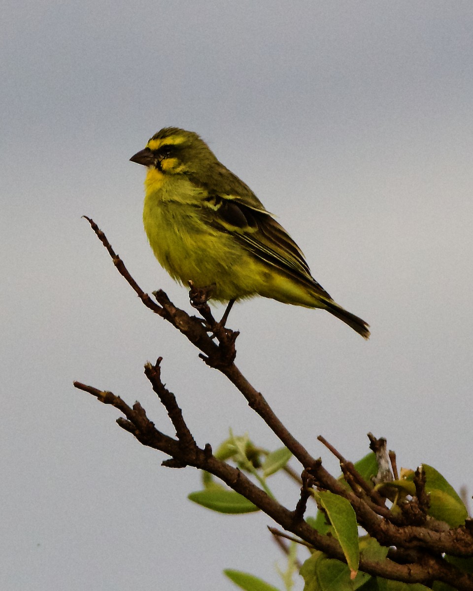 Yellow-fronted Canary - ML206364911