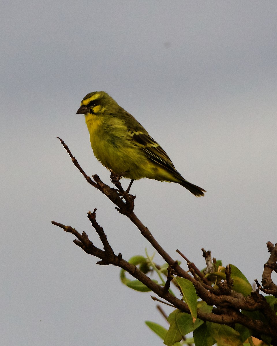 Yellow-fronted Canary - ML206364951