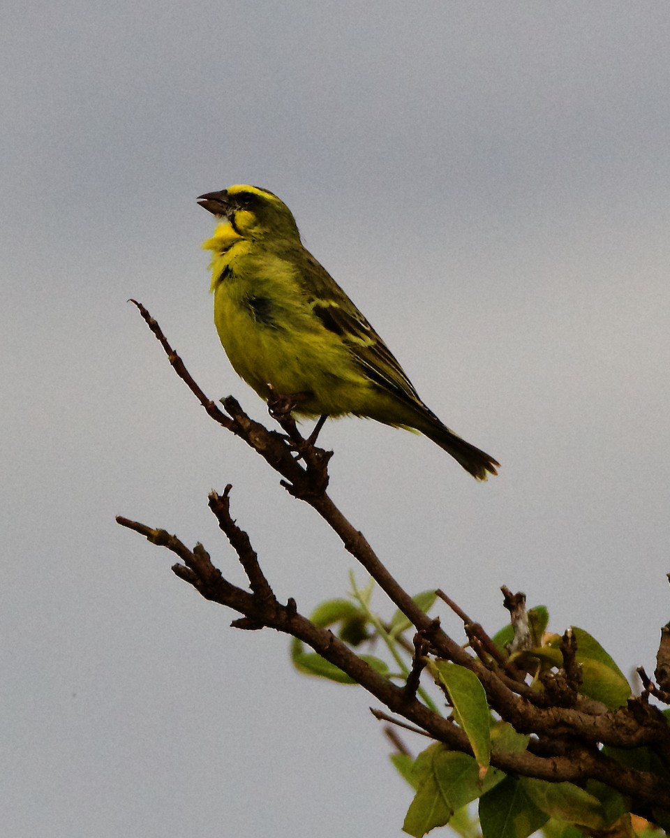 Yellow-fronted Canary - ML206364961
