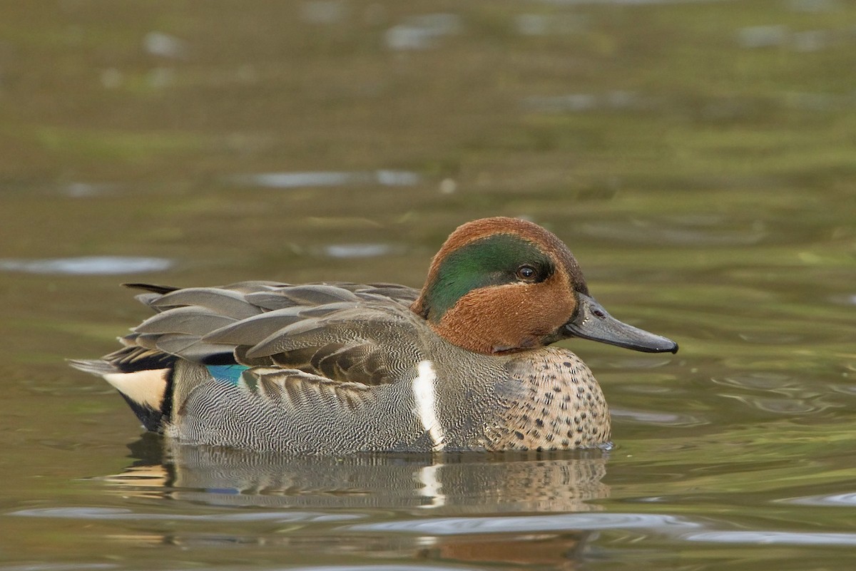 Green-winged Teal - ML206365621