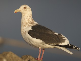  - Slaty-backed Gull