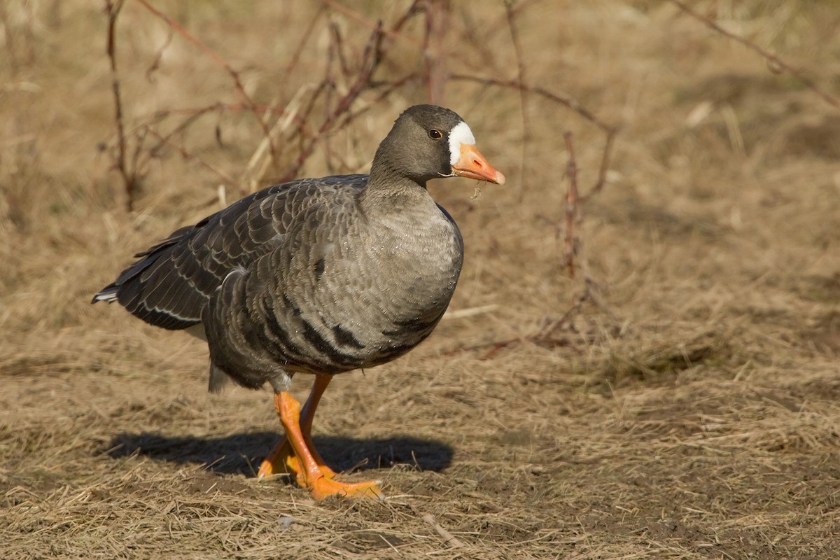 Greater White-fronted Goose - ML206366321