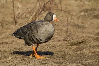 Greater White-fronted Goose, ML206366321