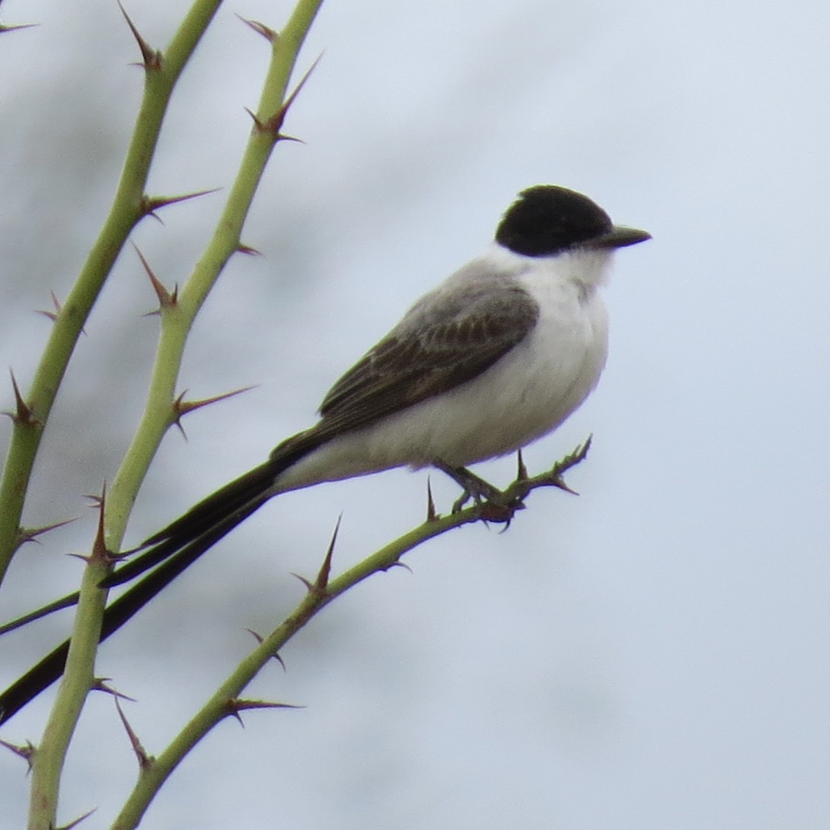 eBird Checklist - 30 Jan 2020 - Valley Acres Reservoir - 5 species