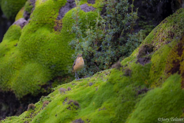 Bird in its habitat; Napo, Ecuador. - Tawny Antpitta - 