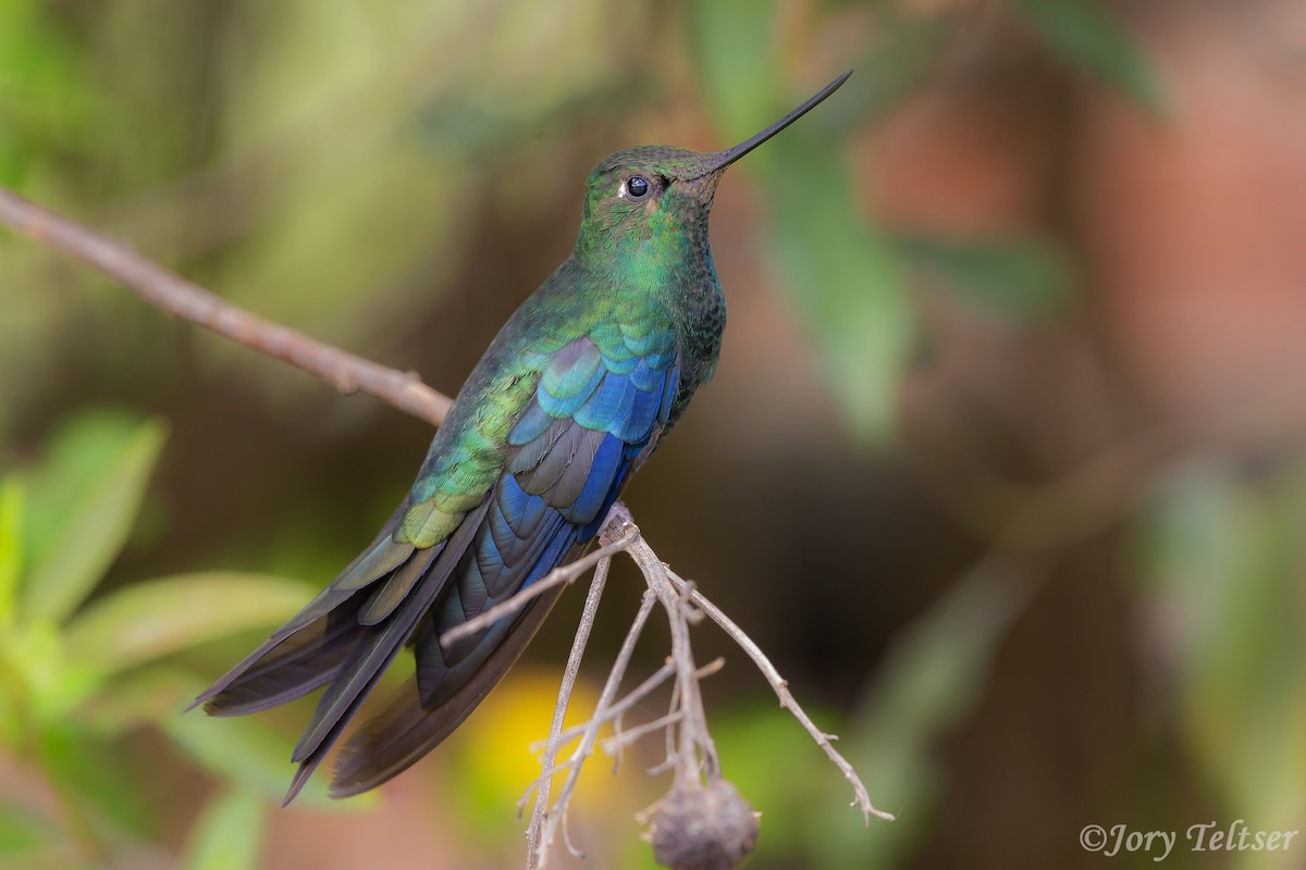 kolibřík modrokřídlý - ML206373271