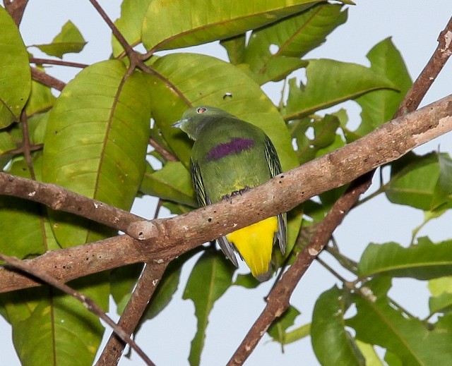 コビトアオバト Ebird