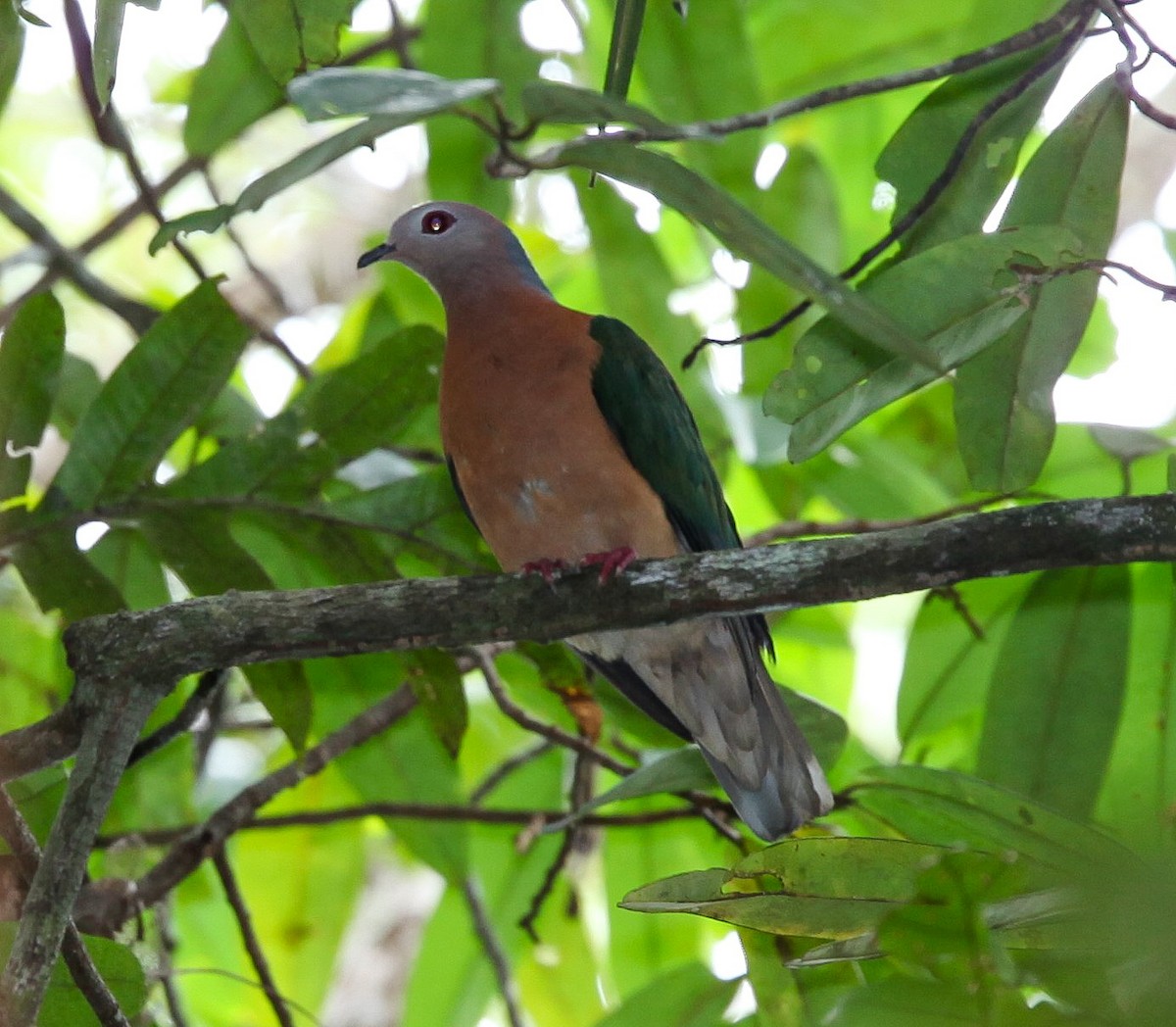 Purple-tailed Imperial-Pigeon - Pam Rasmussen