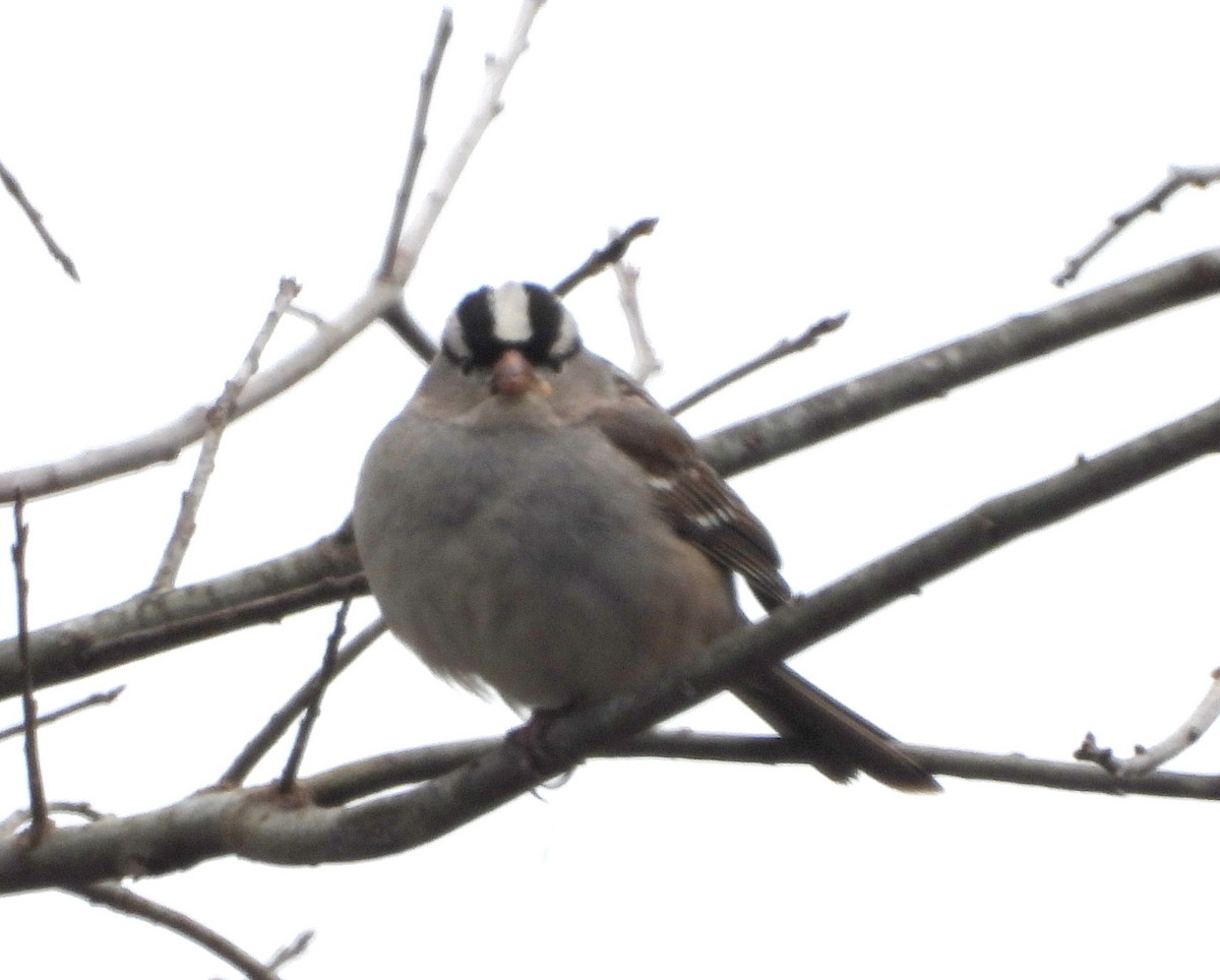 White-crowned Sparrow - Annette Daughdrill