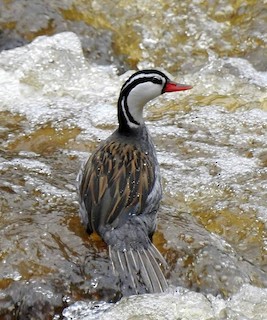 Torrent Duck, ML206376251