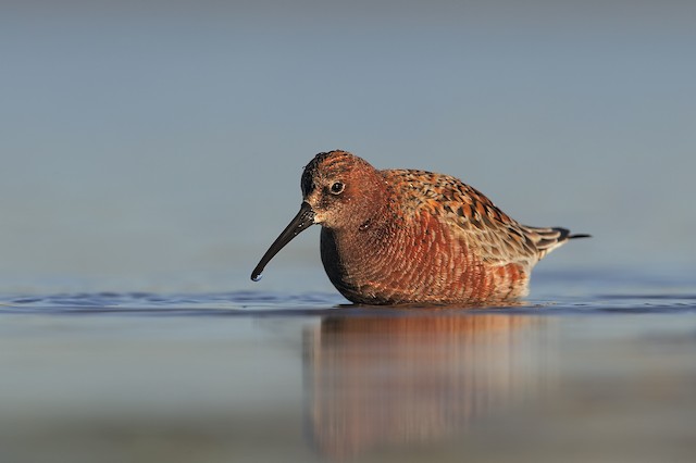 Alternate frontal view. - Curlew Sandpiper - 