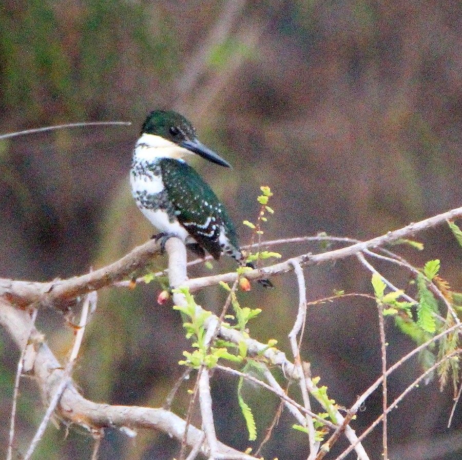 Green Kingfisher - Paul Lewis