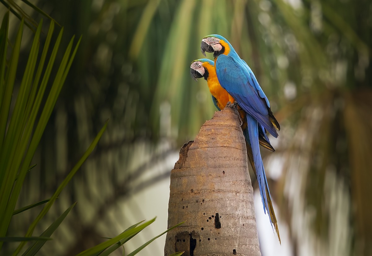 Blue-and-yellow Macaw - Marco Valentini