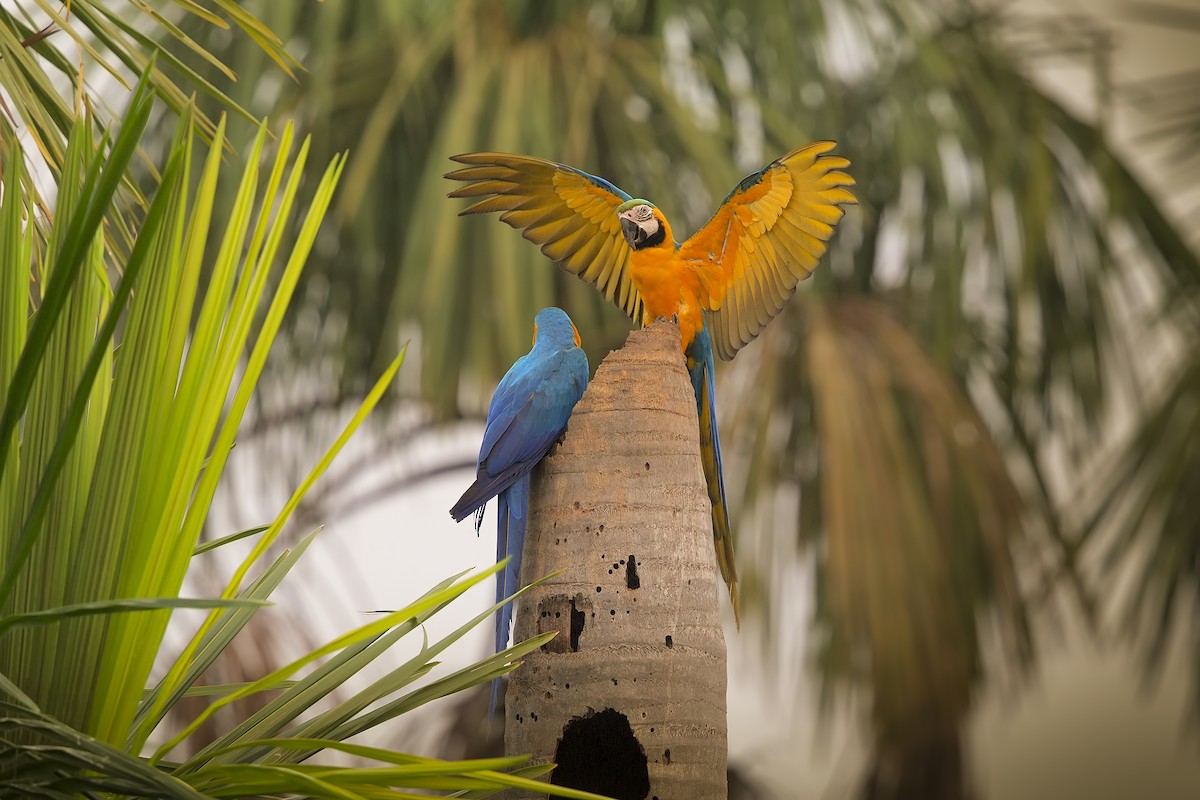 Blue-and-yellow Macaw - ML206383801