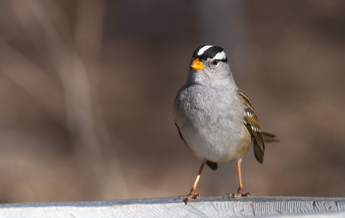 White-crowned Sparrow - ML206384191