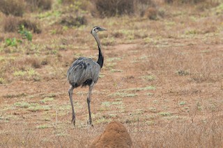 Greater Rhea, ML206386951