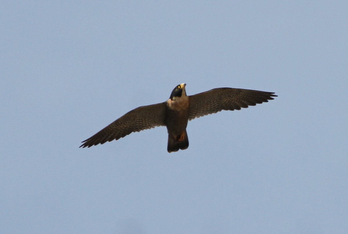 Peregrine Falcon - Gowthama Poludasu