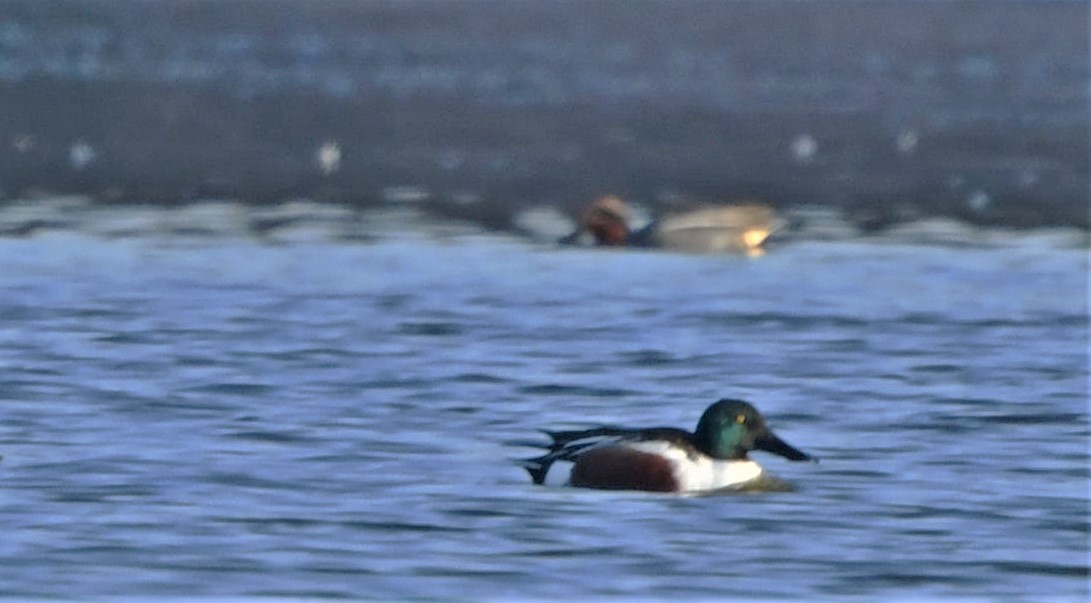 Green-winged Teal - ML206387741