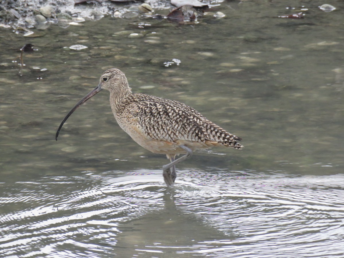 Long-billed Curlew - ML206388361