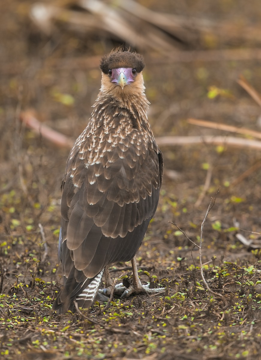 Crested Caracara (Southern) - Marco Valentini