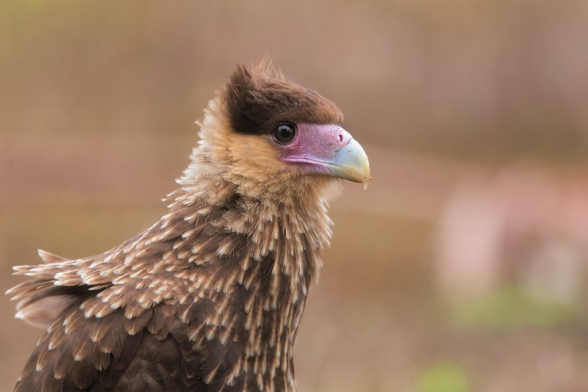 Crested Caracara (Southern) - Marco Valentini