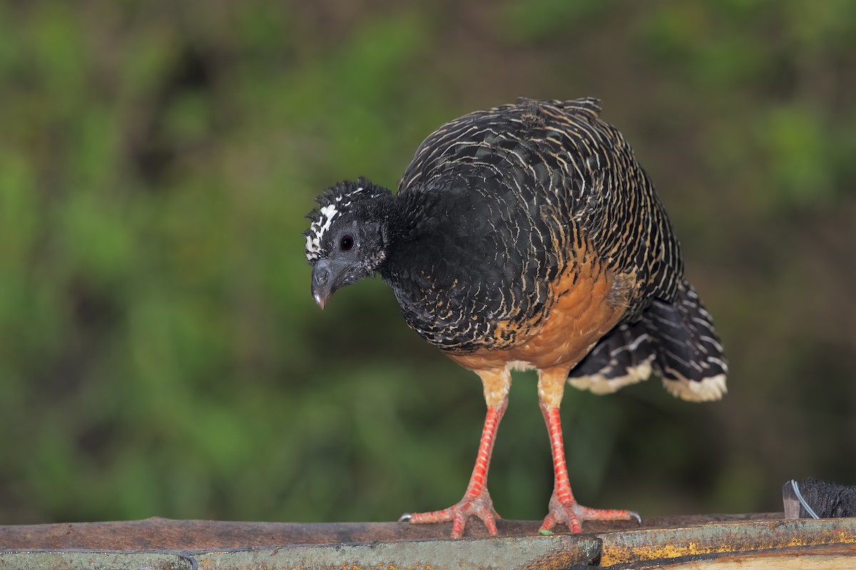 Bare-faced Curassow - ML206389751