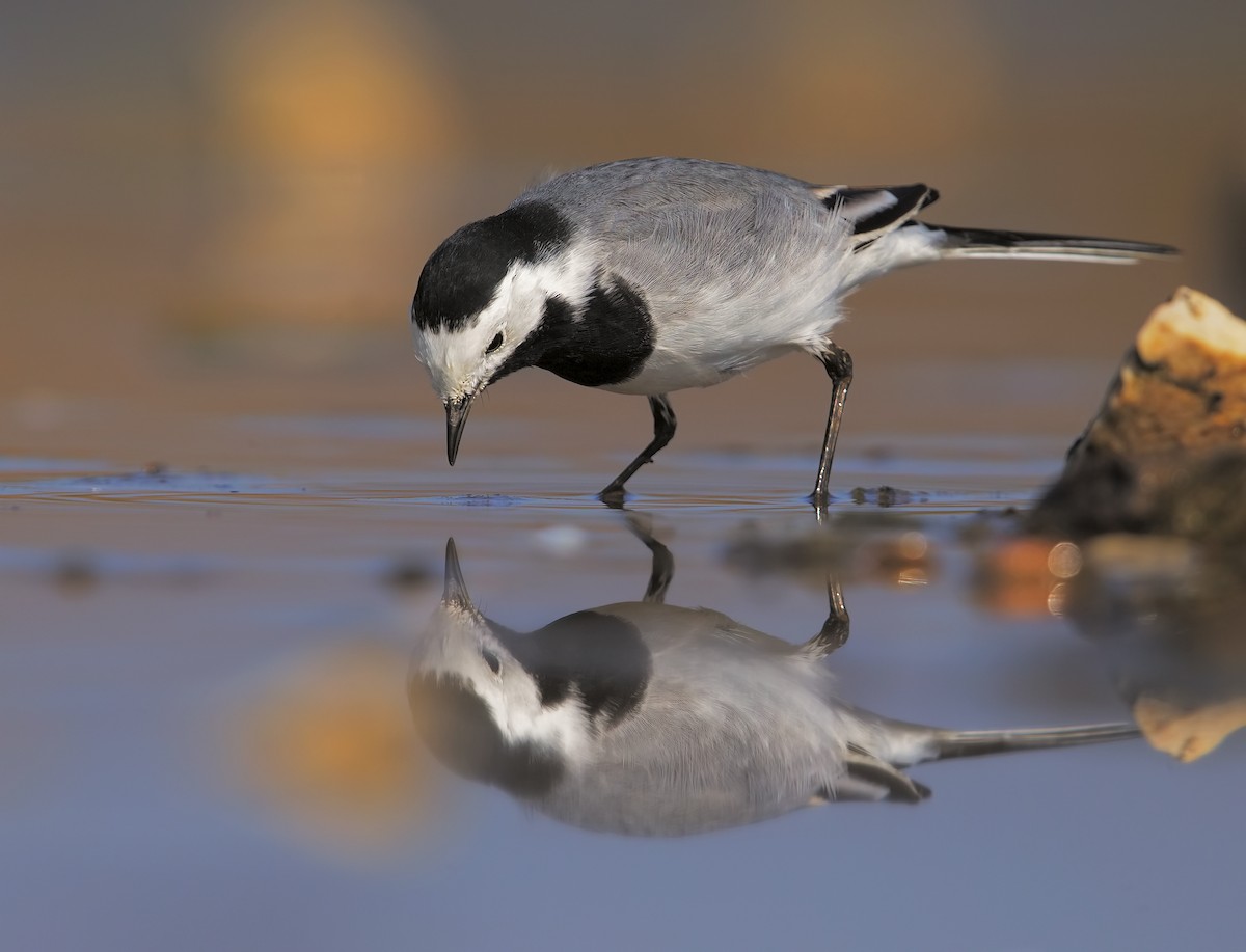 White Wagtail - Marco Valentini