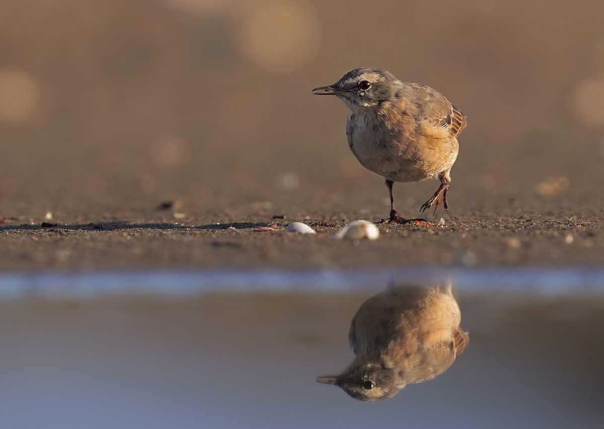 Water Pipit - Marco Valentini