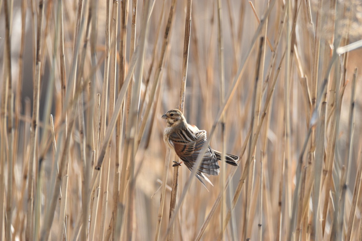 Reed Bunting - Wind K