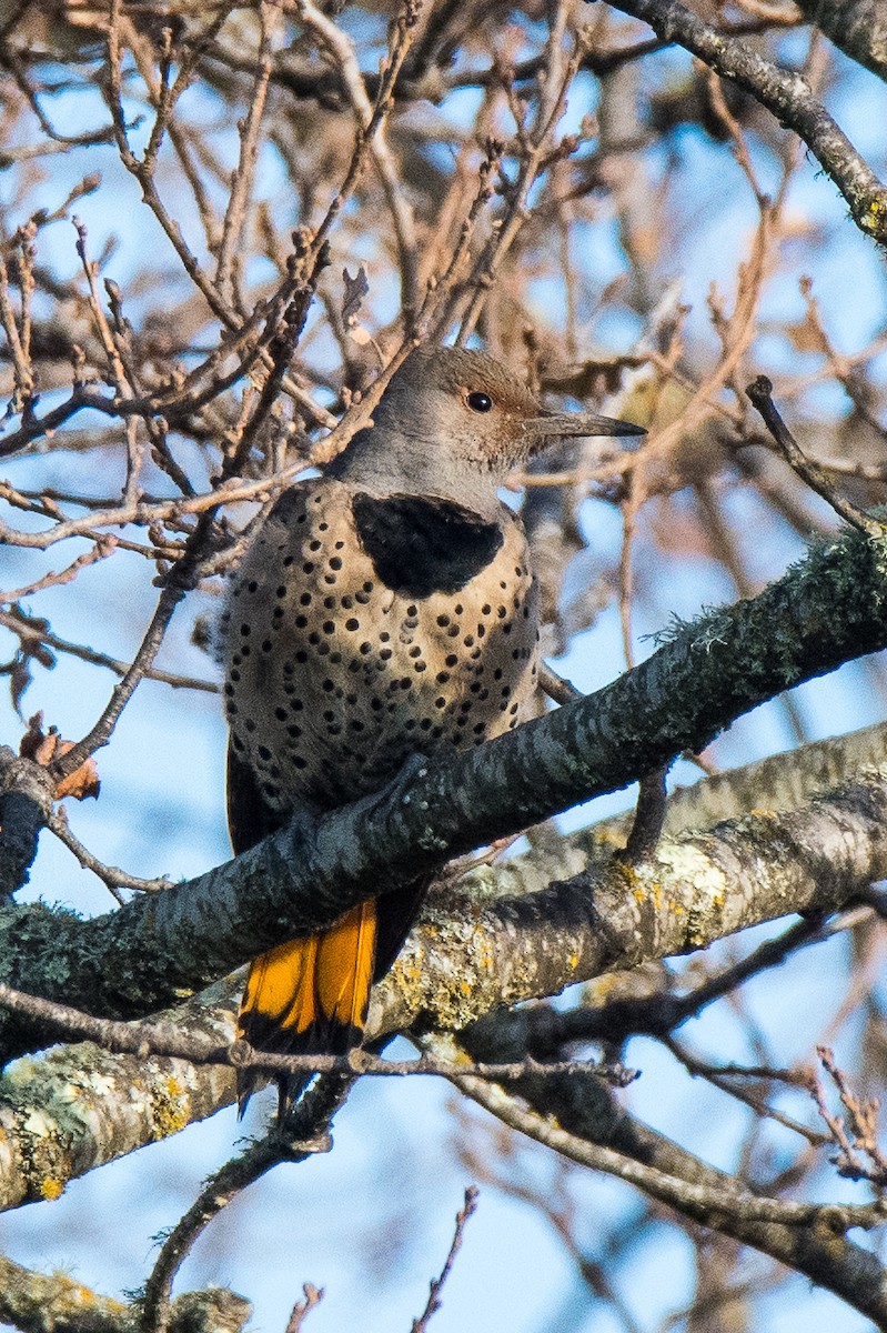 Northern Flicker (Yellow-shafted x Red-shafted) - Jim Dehnert
