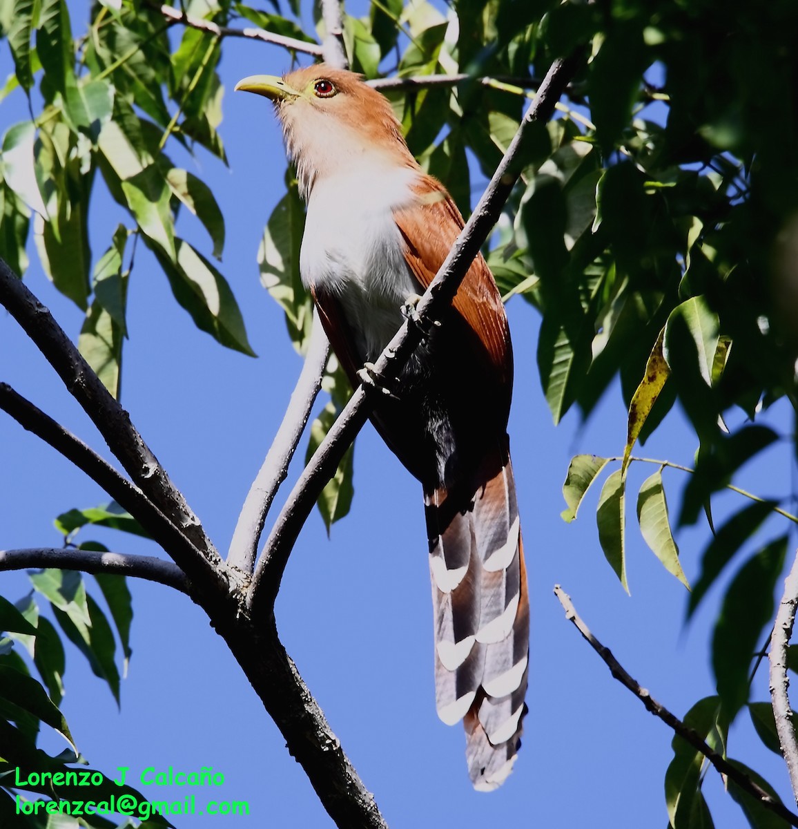 Squirrel Cuckoo - Lorenzo Calcaño