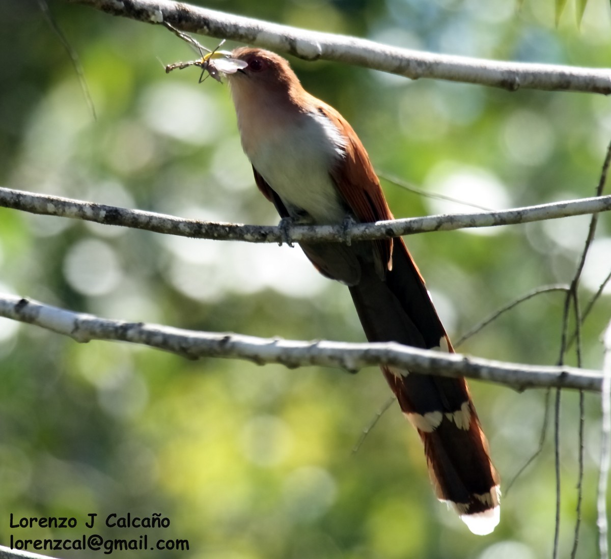 Squirrel Cuckoo (Amazonian) - Lorenzo Calcaño