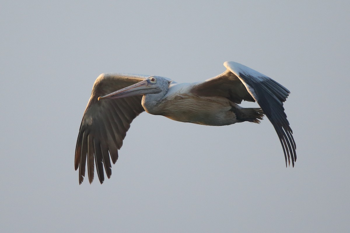 Spot-billed Pelican - Albin Jacob