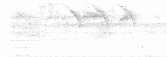 rusthalekolibri (tzacatl gr.) - ML206401431
