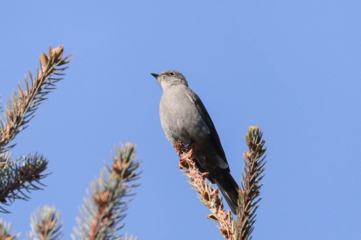 Townsend's Solitaire - ML206402721