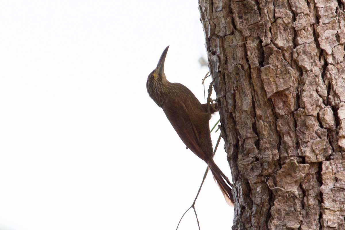 Strong-billed Woodcreeper - ML206402871