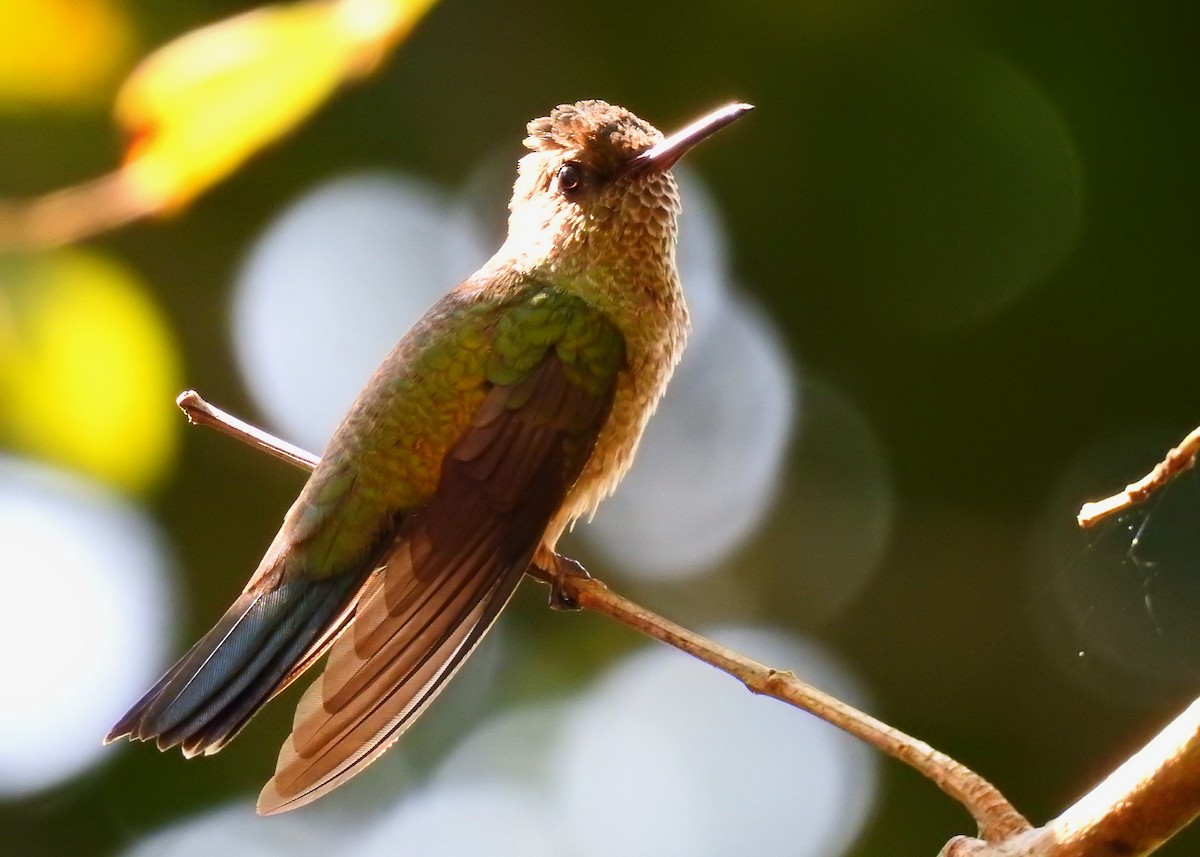 Scaly-breasted Hummingbird - ML206403021