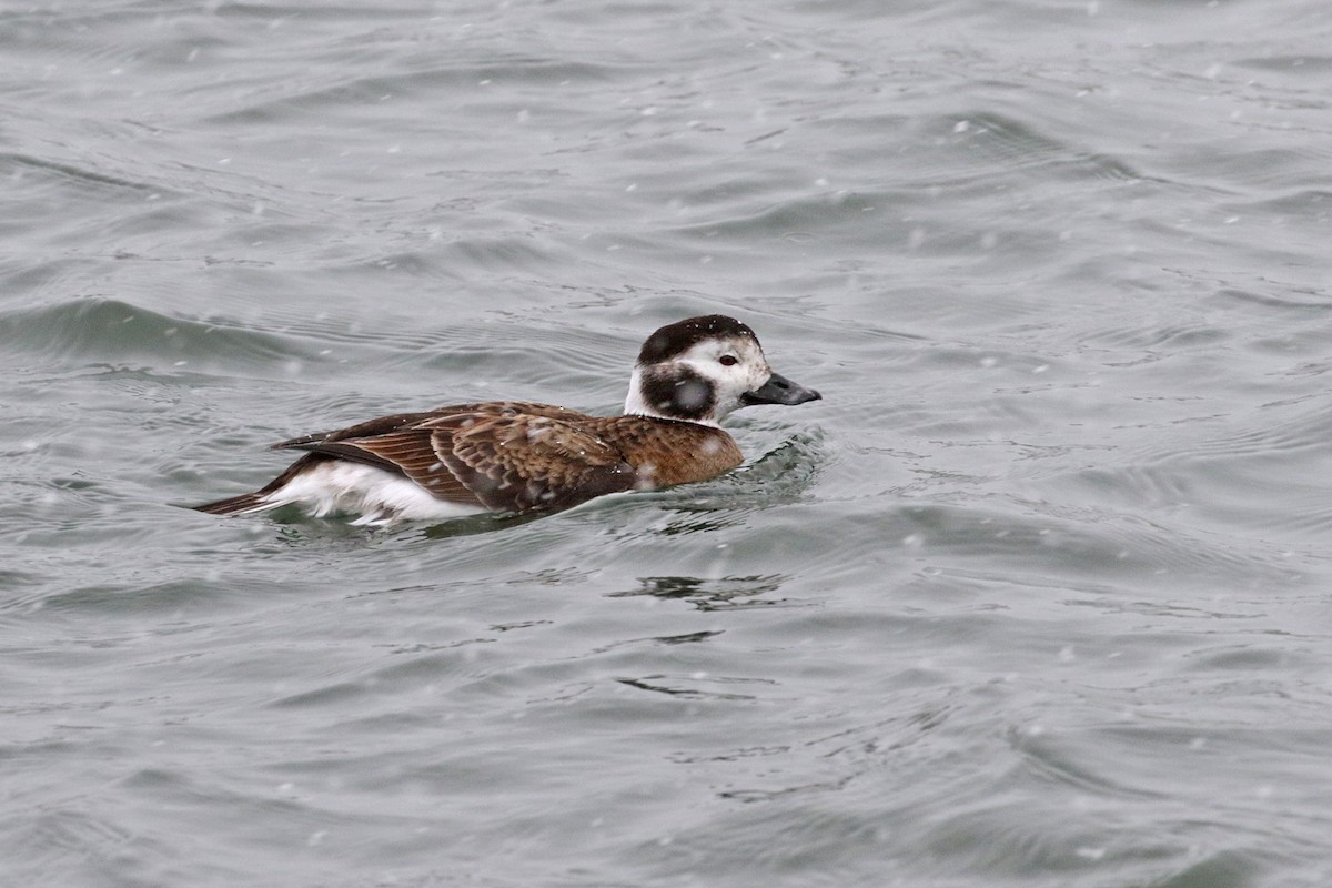 Long-tailed Duck - ML206403421